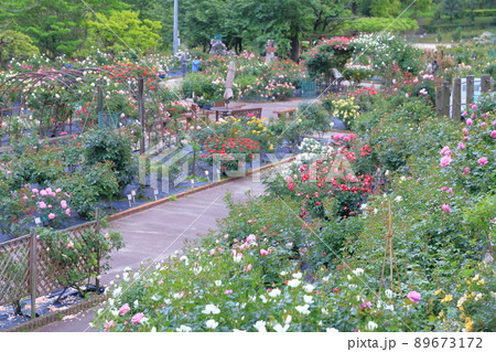 バラの花園（西山公園　愛知県 豊田市） 89673172