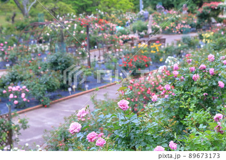 バラの花園（西山公園　愛知県 豊田市） 89673173