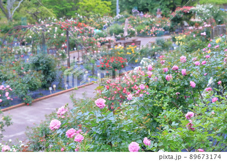 バラの花園(西山公園 愛知県 豊田市) バラの花園(西山公園 愛知県 豊田市) 89673174