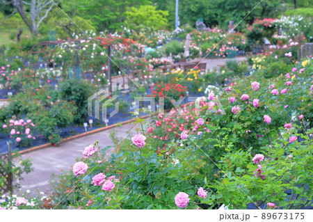 バラの花園（西山公園　愛知県 豊田市） 89673175
