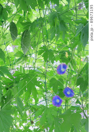 アサガオとゴーヤのグリーンカーテンで日差しを遮る 89673195