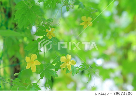 黄色い花、緑のカーテン　ゴーヤ 89673200