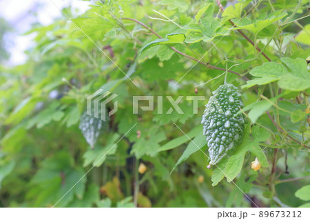 黄色い花、緑のカーテン　ゴーヤ 89673212