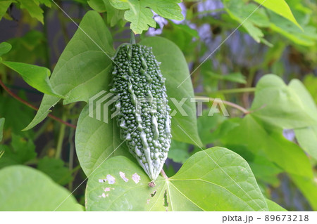 夏の定番野菜 ゴーヤ 夏の定番野菜 ゴーヤ 89673218