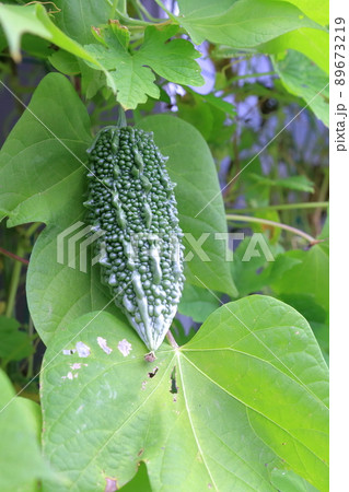 夏の定番野菜 ゴーヤ 89673219