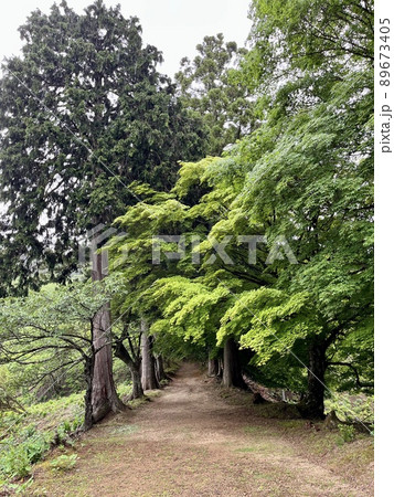 静寂に包まれた森の中の古道です。 89673405