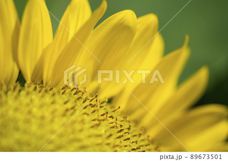 ヒマワリ 89673501