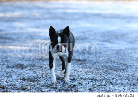 雪が残る広場で初めて雪の上を走って嬉しそうに歩いて来る可愛いい愛犬ボストンテリアのマイティくん 89673502