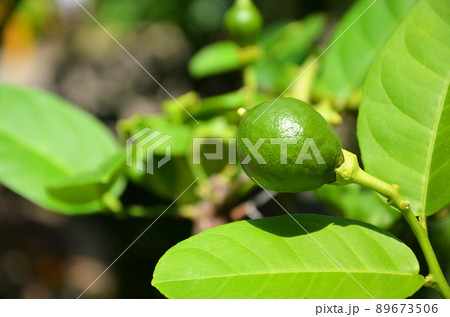 オオミレモン オオミレモン 89673506