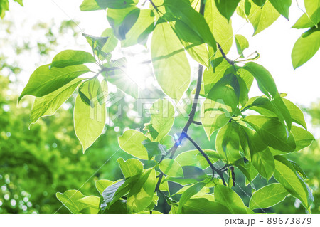 新緑と木漏れ日 89673879