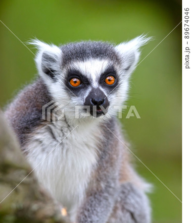 Lemur Catta (Maki) in nature 89674046