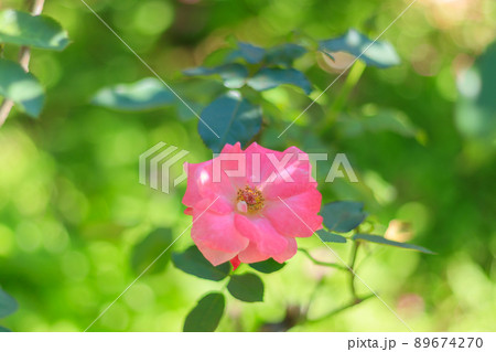 緑の中のジャルダンドゥフランス 89674270