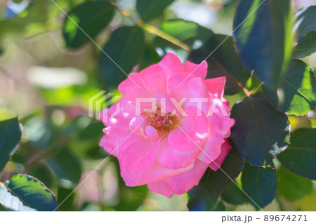 緑の中のジャルダンドゥフランス 緑の中のジャルダンドゥフランス 89674271