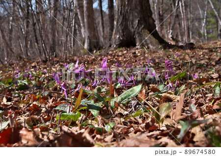 カタクリ　花 89674580