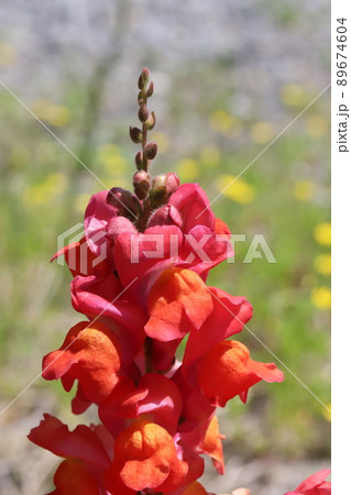 春の日本の庭に咲く赤いキンギョソウの花 89674604