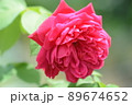 赤いバラのアップ 89674652