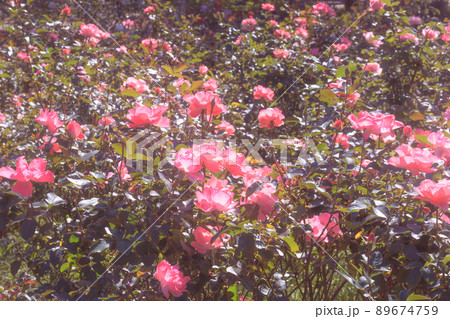 一面に咲いたジャルダンドゥフランス 89674759