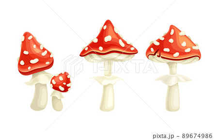 Fly Agaric or Fly Amanita White-spotted Mushroom with Red Cap Vector Set Fly Agaric or Fly Amanita White-spotted Mushroom with Red Cap Vector Set 89674986