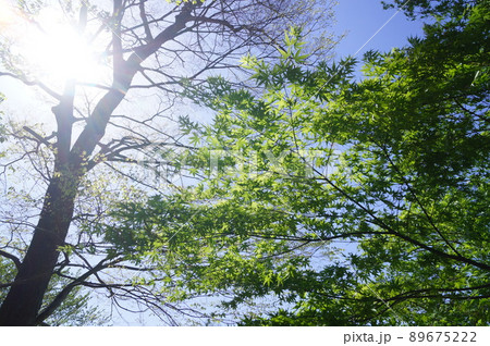 度会町　宮リバー度会パークの新緑4 89675222