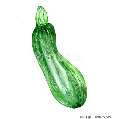 Green squash, vegetable watercolor illustration on white Green squash, vegetable watercolor illustration on white 89675789