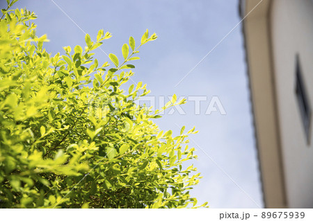 境界に植えられた生垣の葉が外からの視線を遮る 89675939