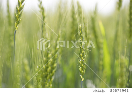 穂先に白い花が咲きかかっている小麦 89675941