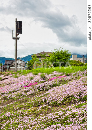 タイムの花 89676568