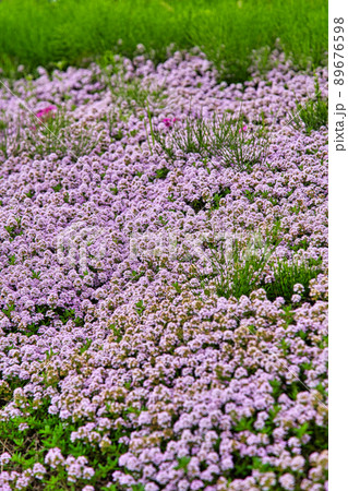 タイムの花 89676598