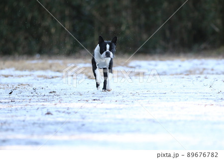 雪が残る広場で初めて雪の上で遊んで嬉しそうに走って来る元気いっぱいの愛犬ボストンテリアのマイティくん 89676782