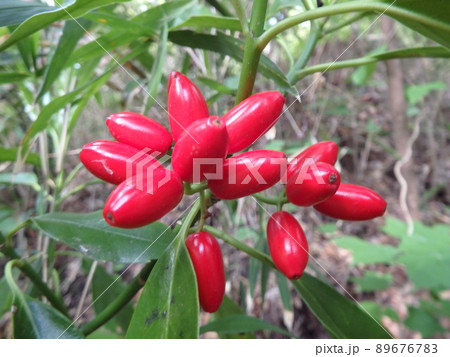 県民の森に自生しているアオキの赤い果実 89676783