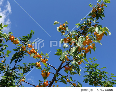 サクランボ　さくらんぼ　チェリー　月山錦 89676806