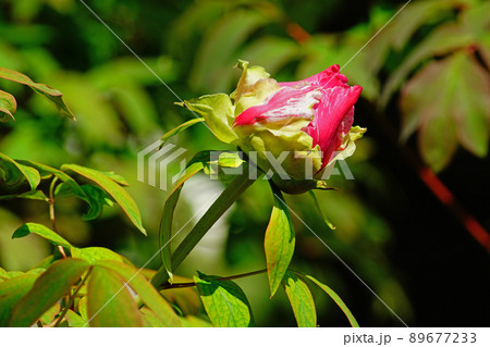 長谷寺 ボタン 奈良県 長谷寺 ボタン 奈良県 89677233