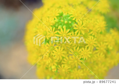 ベンケイソウの花　艶日傘 89677241