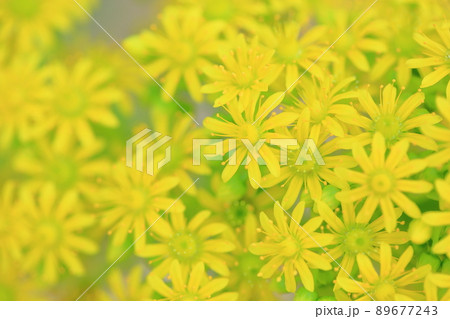 ベンケイソウの花　艶日傘 89677243