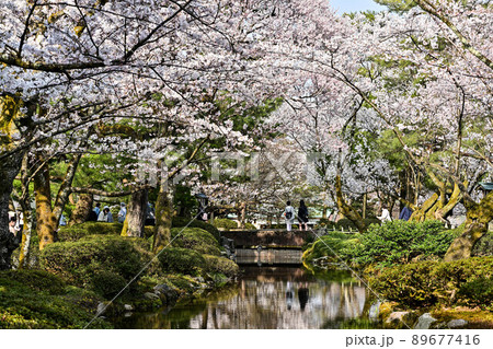 桜咲く兼六園 桜咲く兼六園 89677416