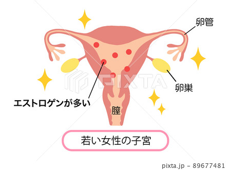 エストロゲンが多い、若い女性の子宮イラスト 89677481