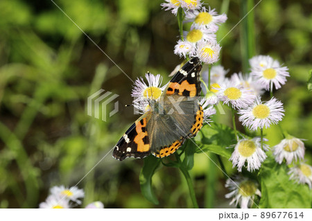 アカタテハ 89677614