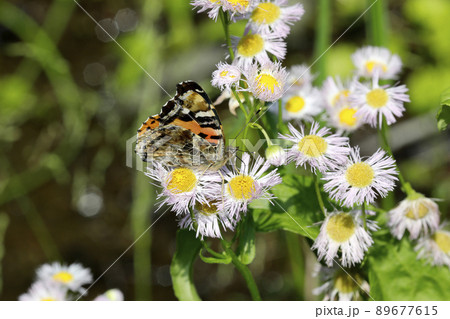 アカタテハ 89677615