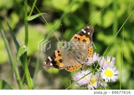 アカタテハ 89677616