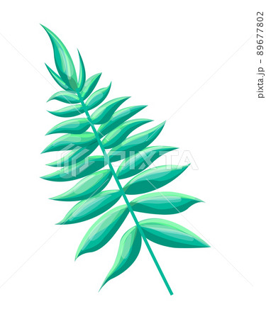 Royal Fern Tropical Leaf, Vector Illustration Royal Fern Tropical Leaf, Vector Illustration 89677802
