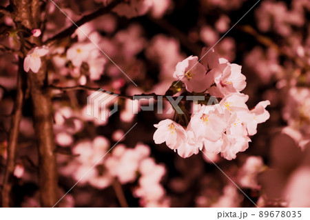 夜桜5 夜桜5 89678035