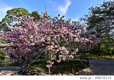楊貴妃が見頃の兼六園 楊貴妃が見頃の兼六園 89678174
