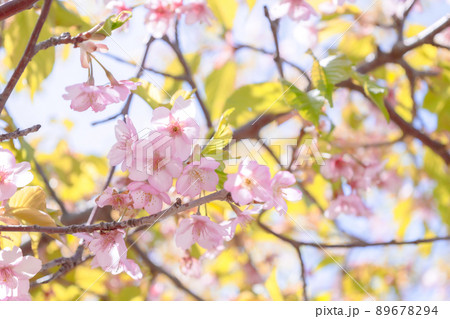 足羽山の桜 足羽山の桜 89678294