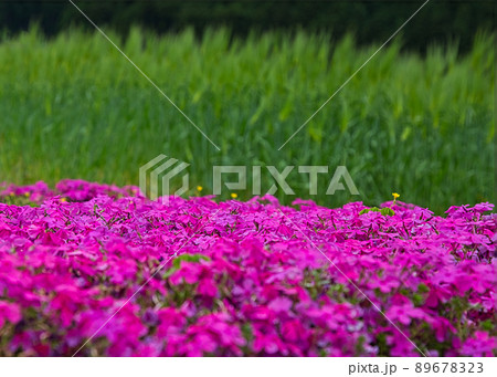 芝桜 芝桜 89678323