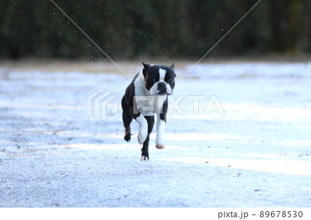 雪が残る広場で初めて雪の上を嬉しそうに走って遊び跳んで来る可愛いい愛犬ボストンテリアのマイティくん♡ 89678530