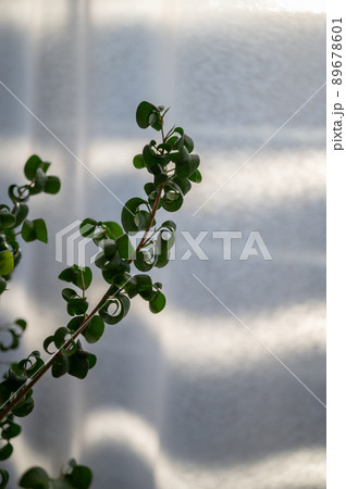 窓から差し込む光とフィカス・ベンジャミン・バロック｜室内の観葉植物 89678601