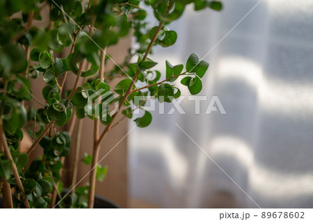 窓から差し込む光とフィカス・ベンジャミン・バロック|室内の観葉植物 窓から差し込む光とフィカス・ベンジャミン・バロック|室内の観葉植物 89678602