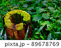 お寺の片隅に佇む苔むした老木 89678769