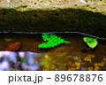 手水舎に沈んだ落葉 89678876