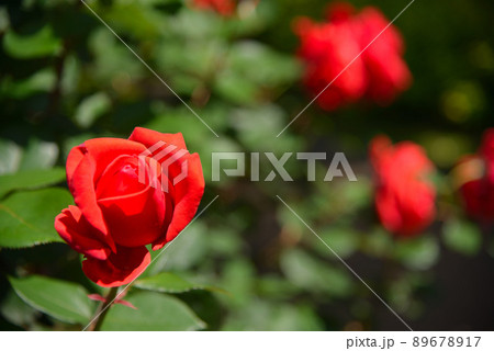 美しいバラの花 美しいバラの花 89678917